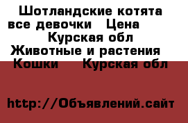 Шотландские котята,все девочки › Цена ­ 500 - Курская обл. Животные и растения » Кошки   . Курская обл.